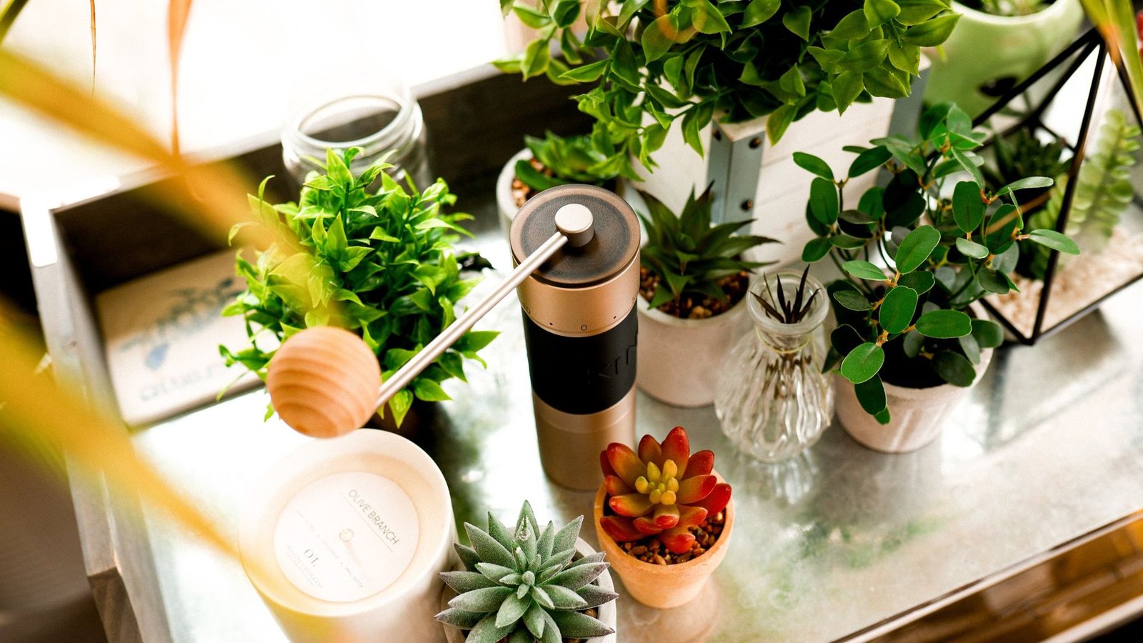 The KINGrinder K6 hand grinder standing among house plants and succulents, seen from above